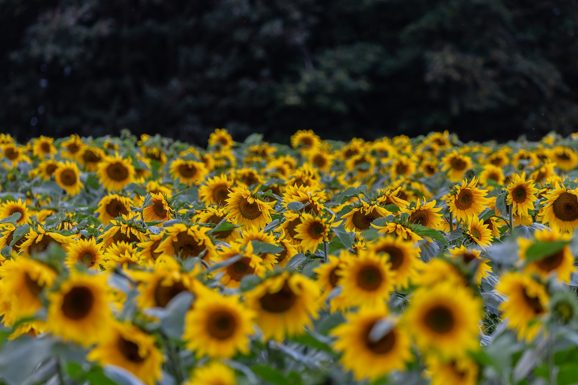 sunflower field near winfield pa 10