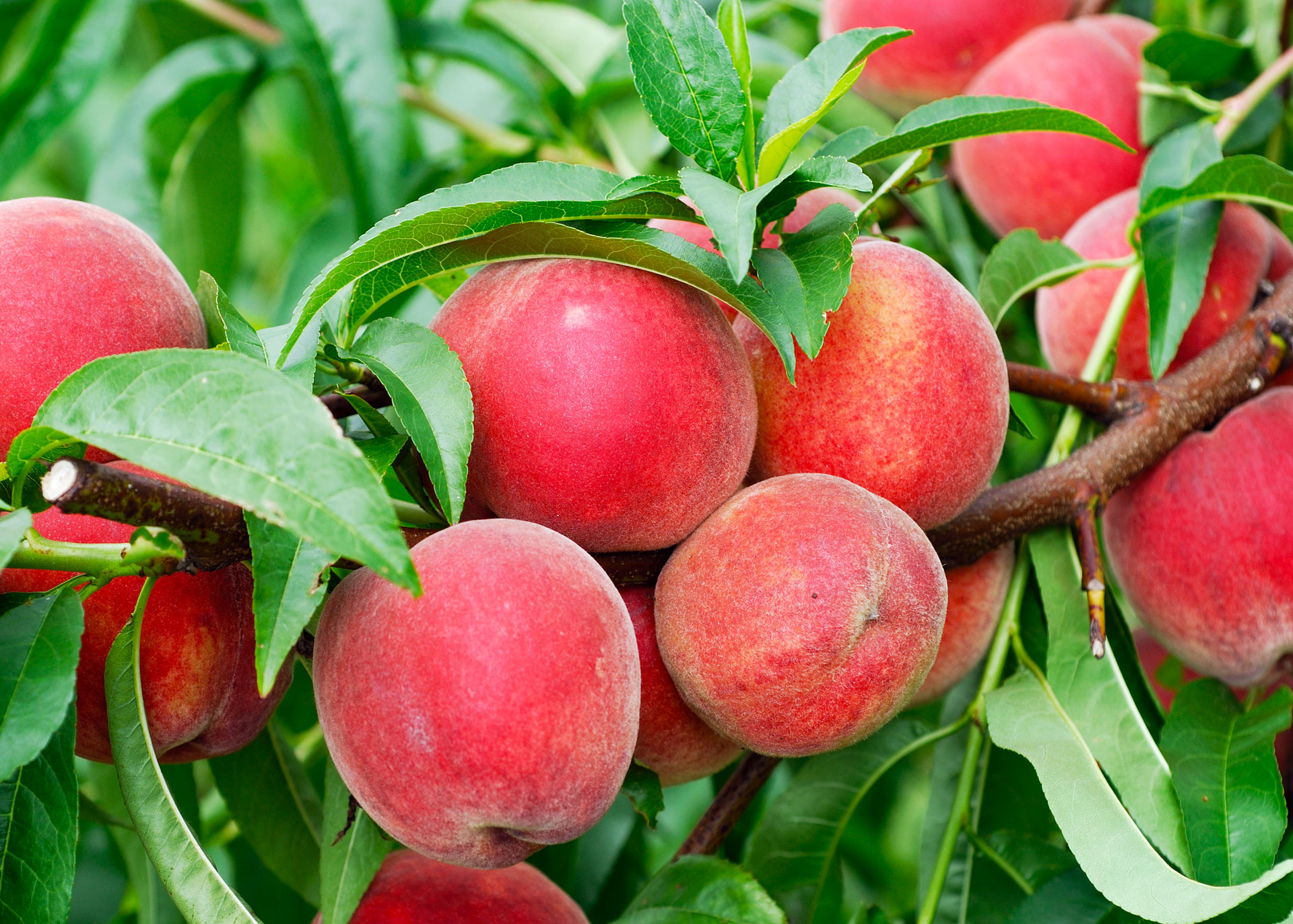 apple picking near lewisburg pa 1