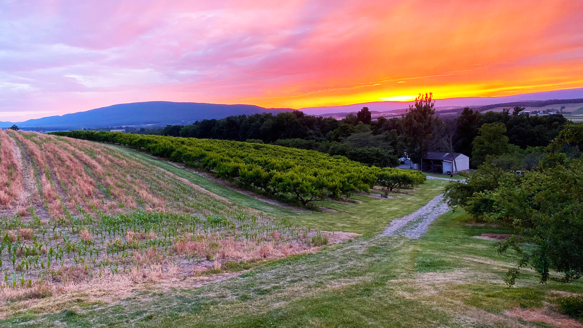 apple picking farm near williamsport pa 12