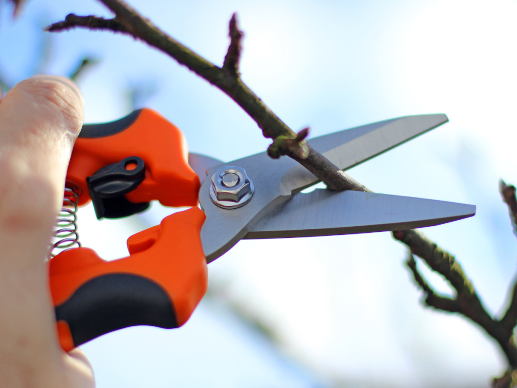 pruning an apple tree and how often to do it