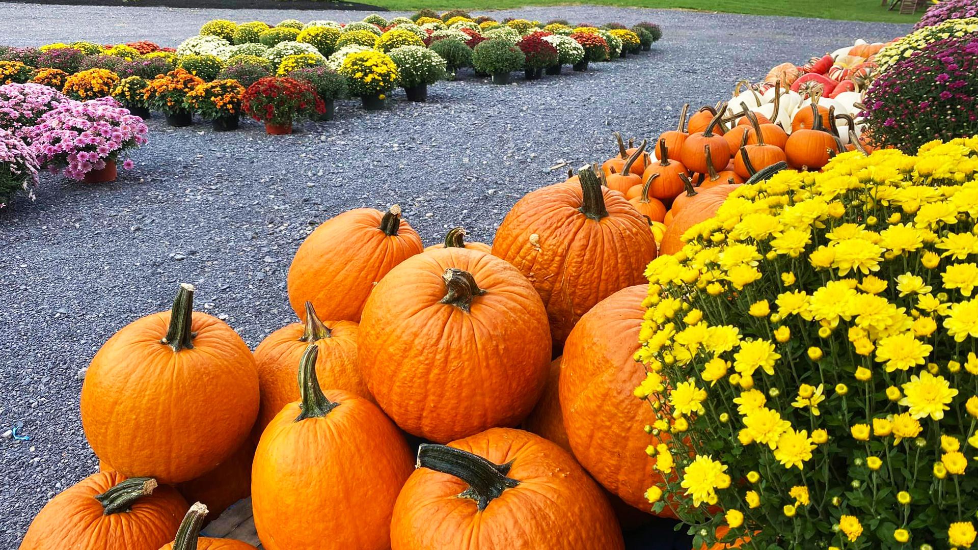 fall orchard market stand in central pennsylvania