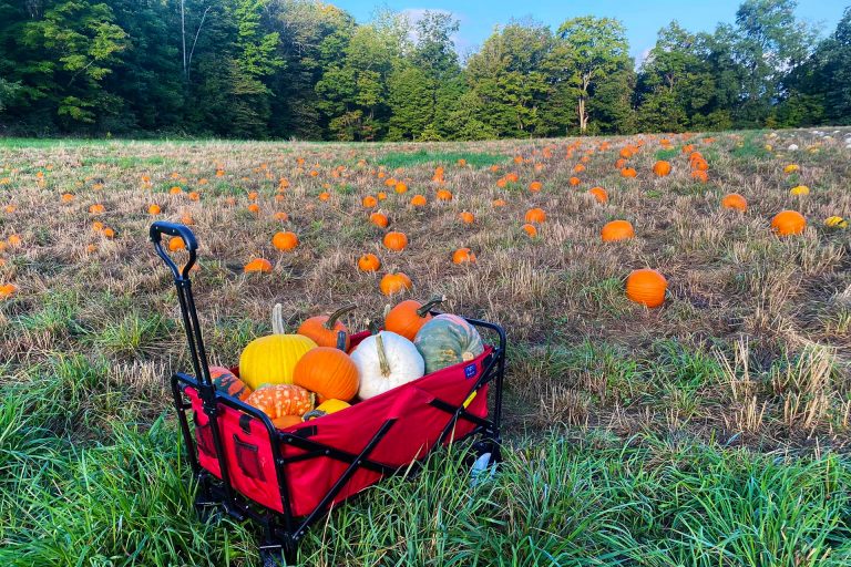 pa pumpkin patch near winfield pa at northhill orchard